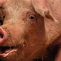 #świnia #swinia #swinie #świnie #wieprzowina #hodowla