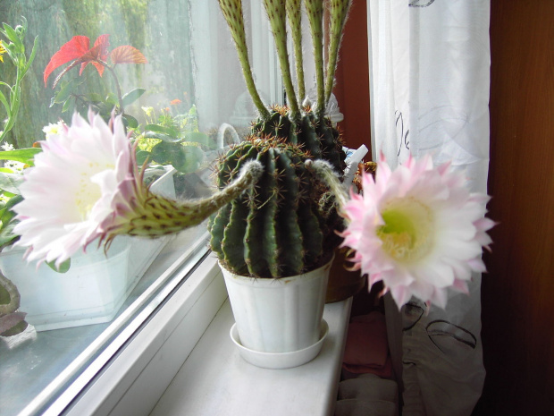u Mamy , kaktusiki kwitną 2x w roku...