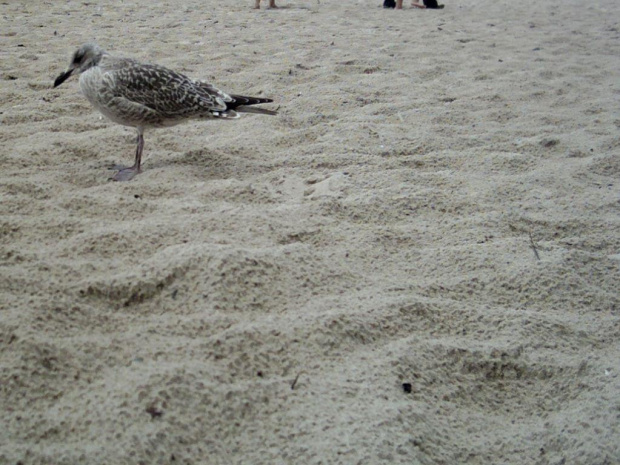 pciaszek ;P #ptak #plaża #mewa #piasek