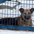 Sunia trafiła do schroniska 18 grudnia 2007r. Jej nr ewidencyjny do 2541 #psu #sunia #pies