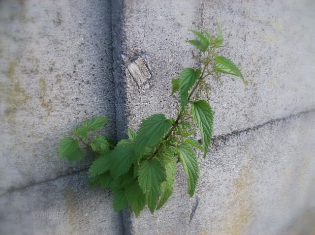 Pokrzywa w murze #Pokrzywa #mur #zieleń #roślina