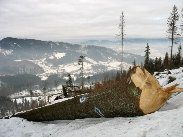 Drwale nie oszczędzają drzew szlakowych #góry #BeskidŻywiecki