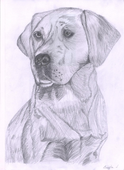 Labrador #labrador #pies #piesek #psiak #rasa #rasowy #rysunek #szkic #ołówek #WOłówku